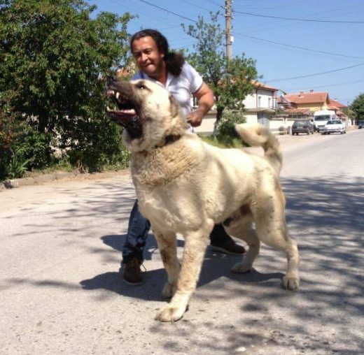 A giant dog in Turkey taking his owner for a walk.