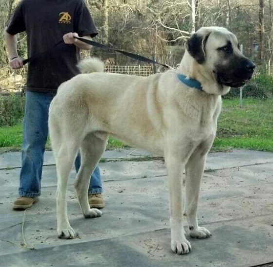 Katil, an imported boz Shepherd, is standing with his family.