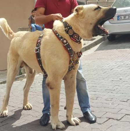 A boz shepherd dog wearing a decorative collar.