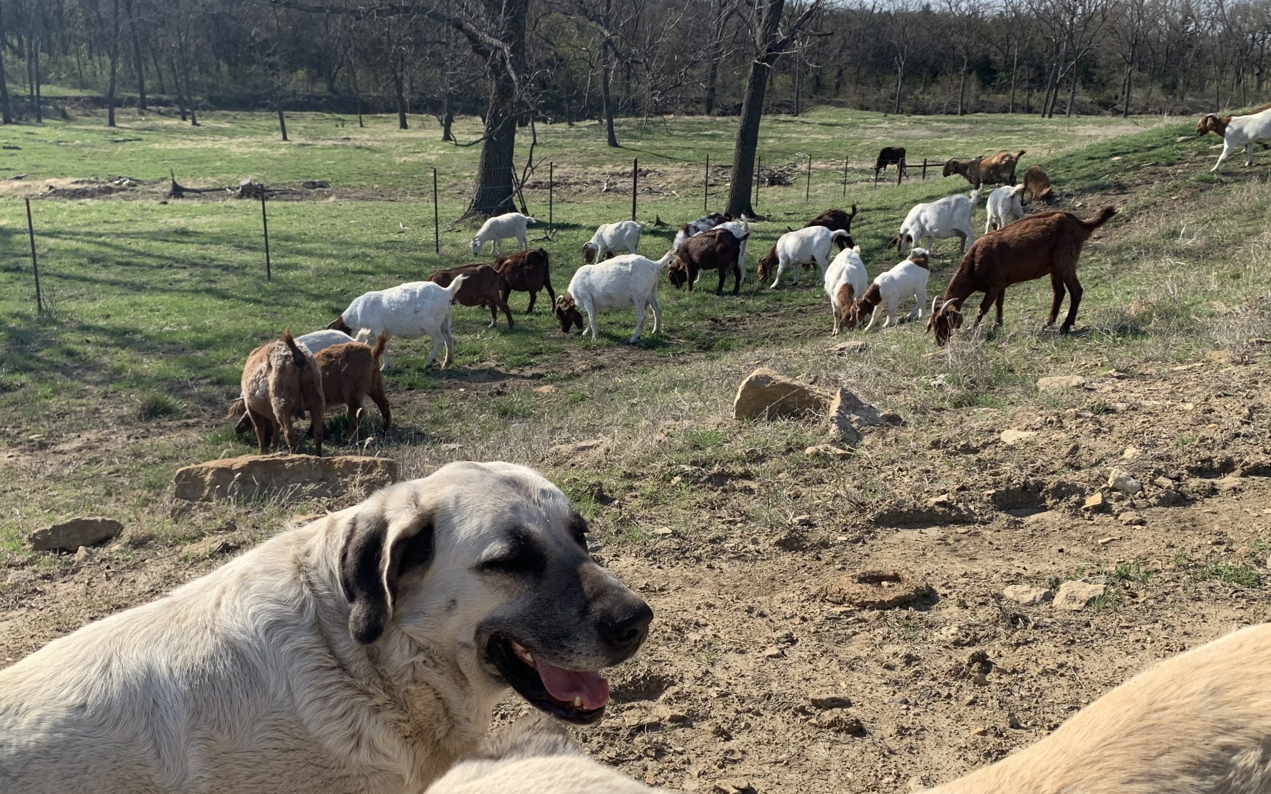 Livestock guardian dogs are watching over their goats.